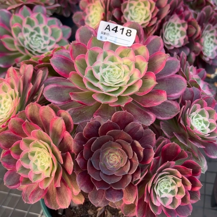 418孔雀翎25厘米左右