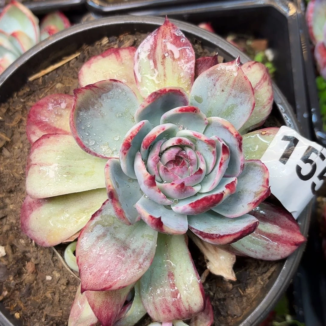 155好惊鸿一颗包邮