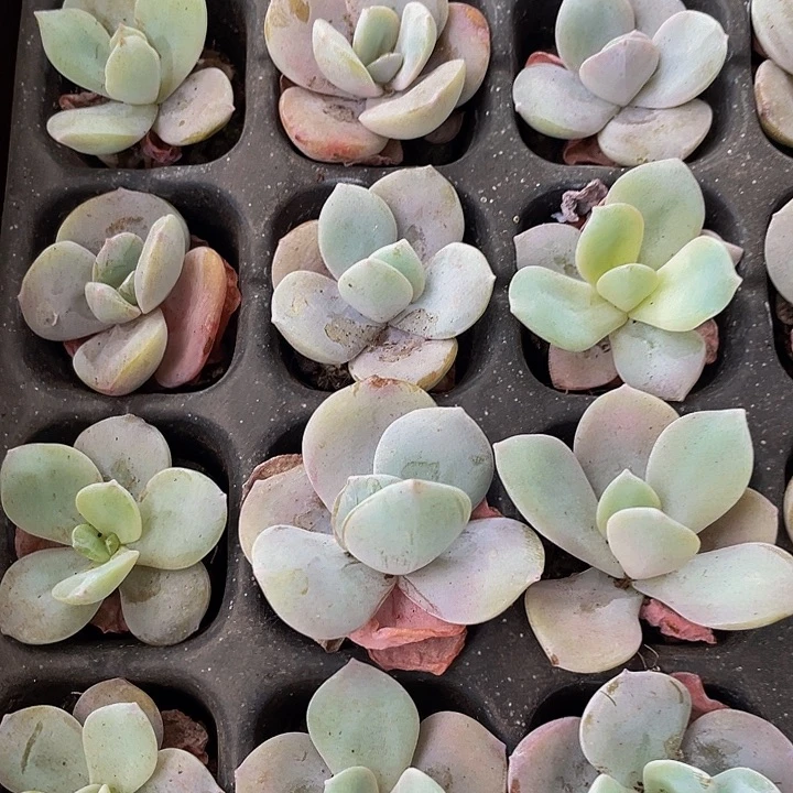 3颗小奶茶3颗一组