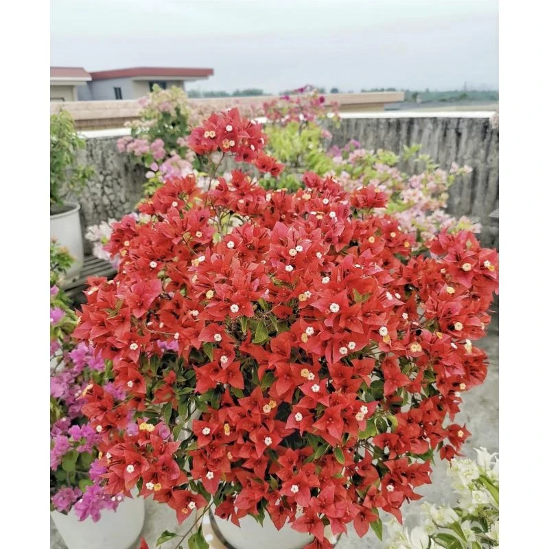 【紫红桑巴】三角梅好养阳台勤花可爬藤可垂丝勤花不带花