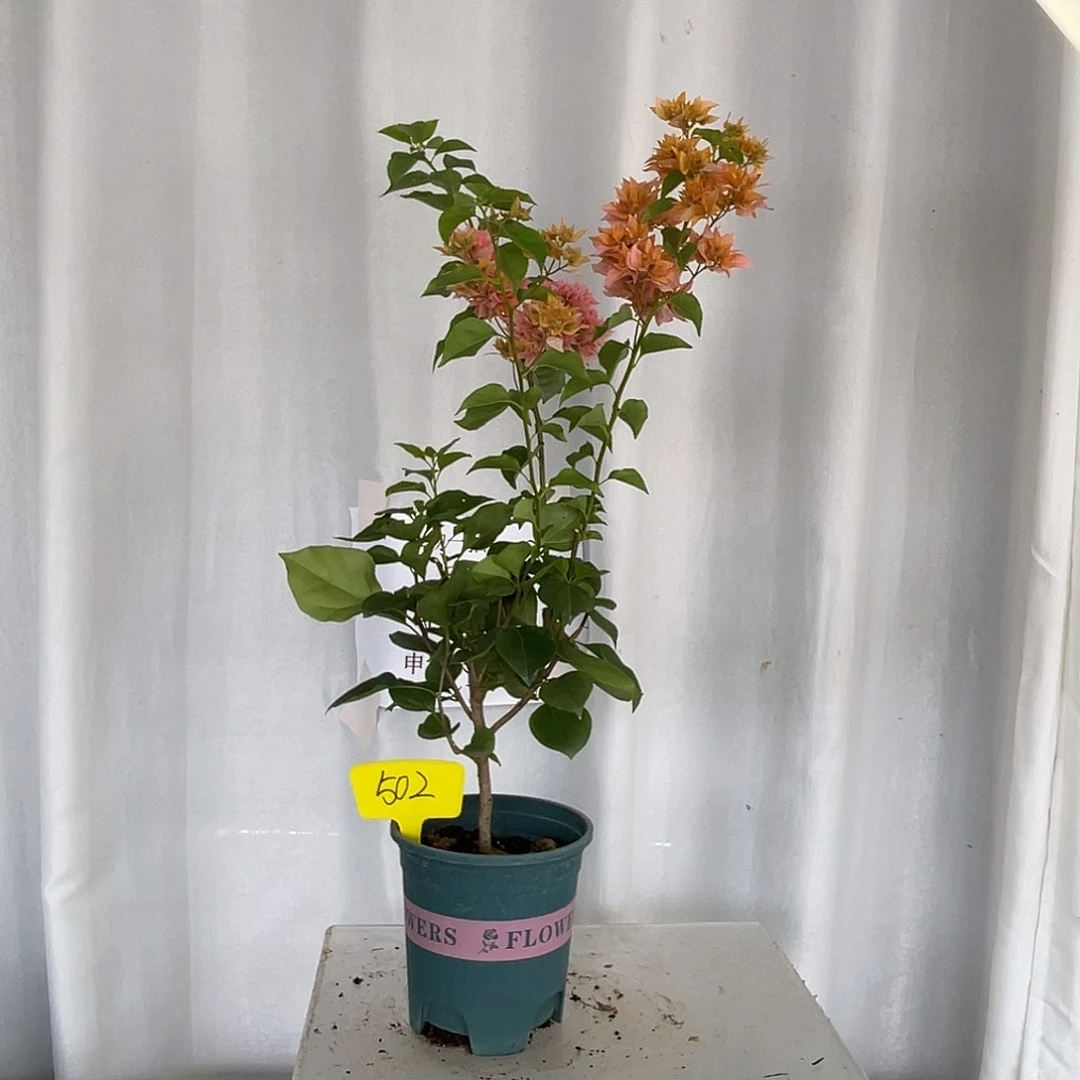 当前无花栽培后可以开花502重瓣橙筷子苗