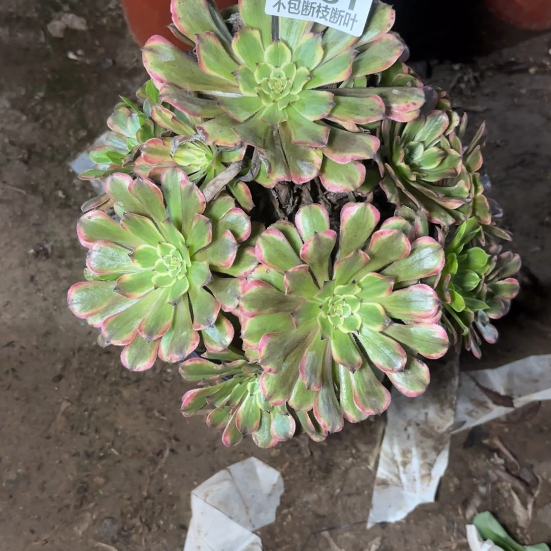 M. 181粉带多肉。cade