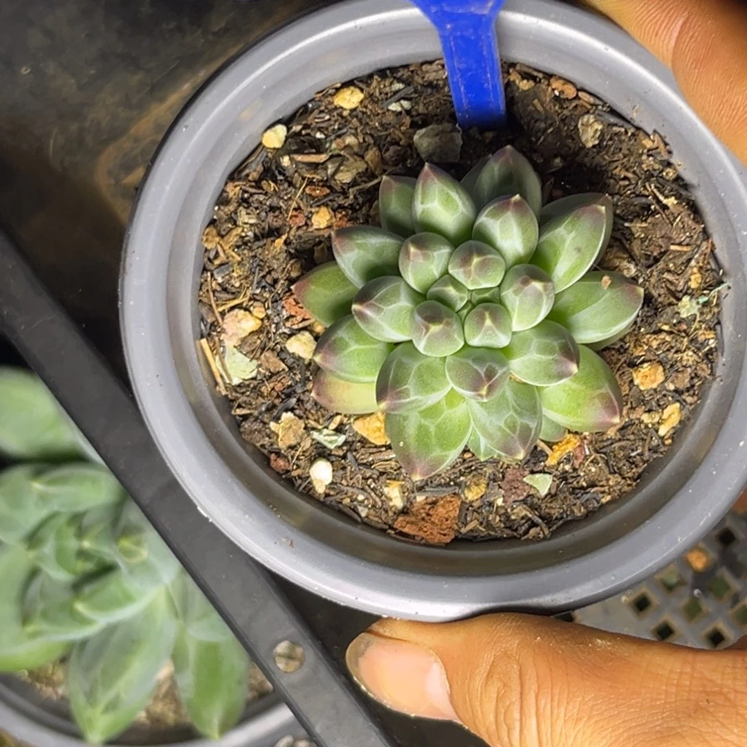 小***-多肉植物申公豹159/102