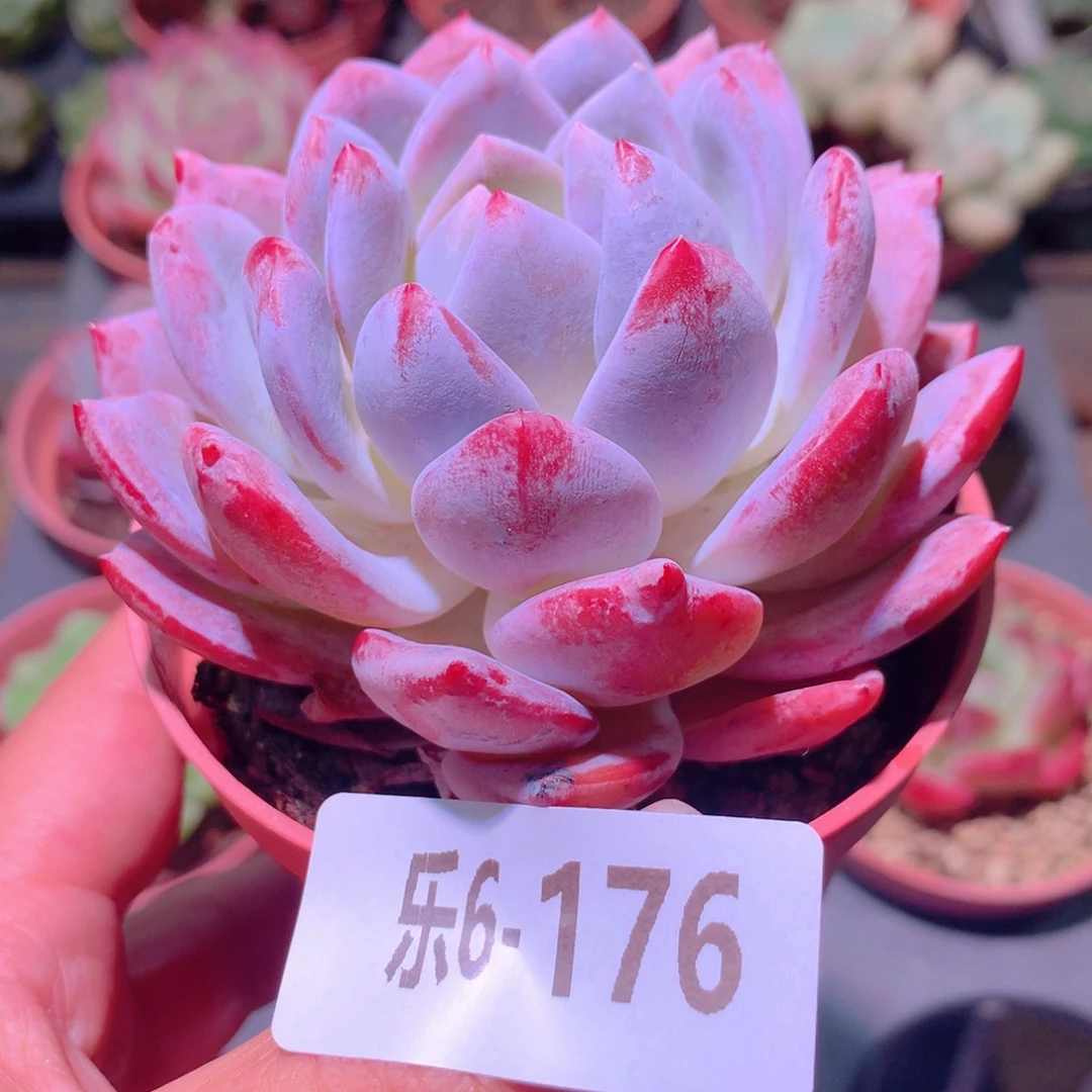 乐然6-176 橙梦露