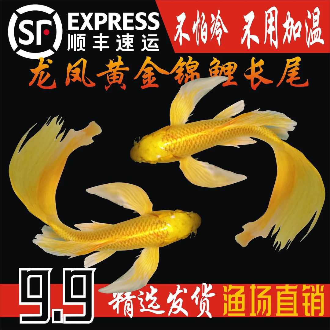 顺丰纯种黄金龙凤锦鲤长尾锦鲤活体观赏鱼黄金锦鲤风水鱼淡水冷水
