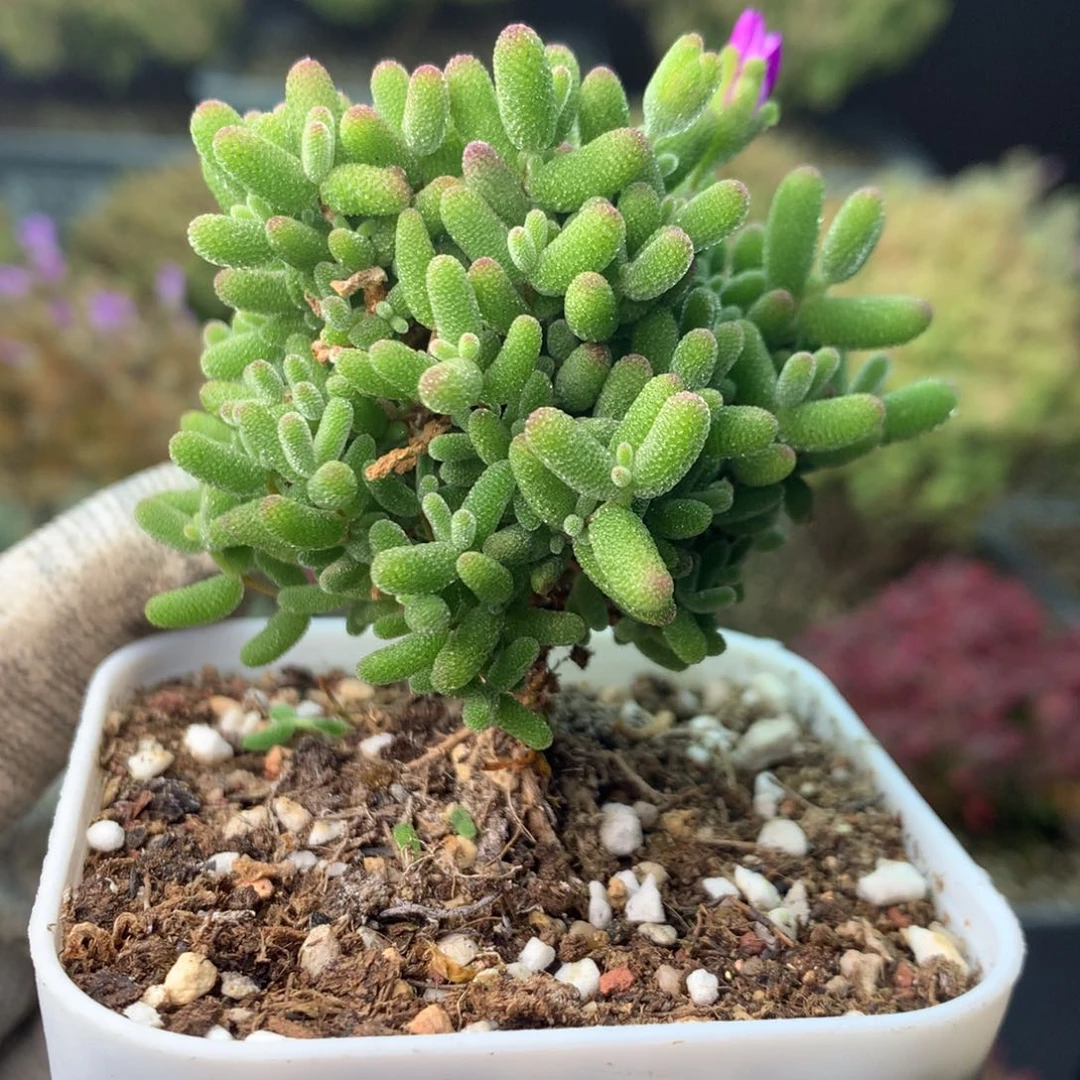 711开播福利蜜橘糖球 。