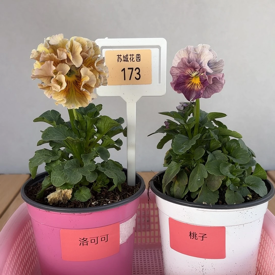 大部分开放少量花苞173