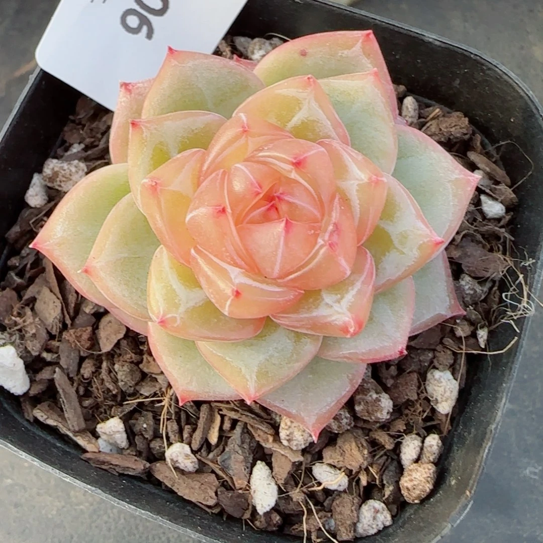 海洋之星，9011多肉植物