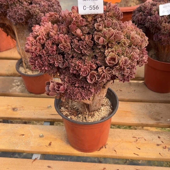 556 玫瑰自然朵缀 高25 公分不售后