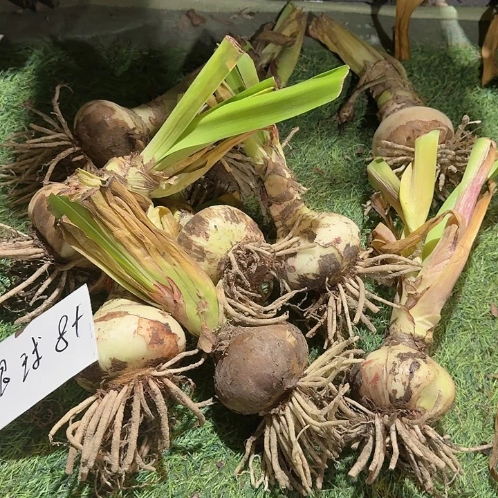 进口品种混球8+基地球