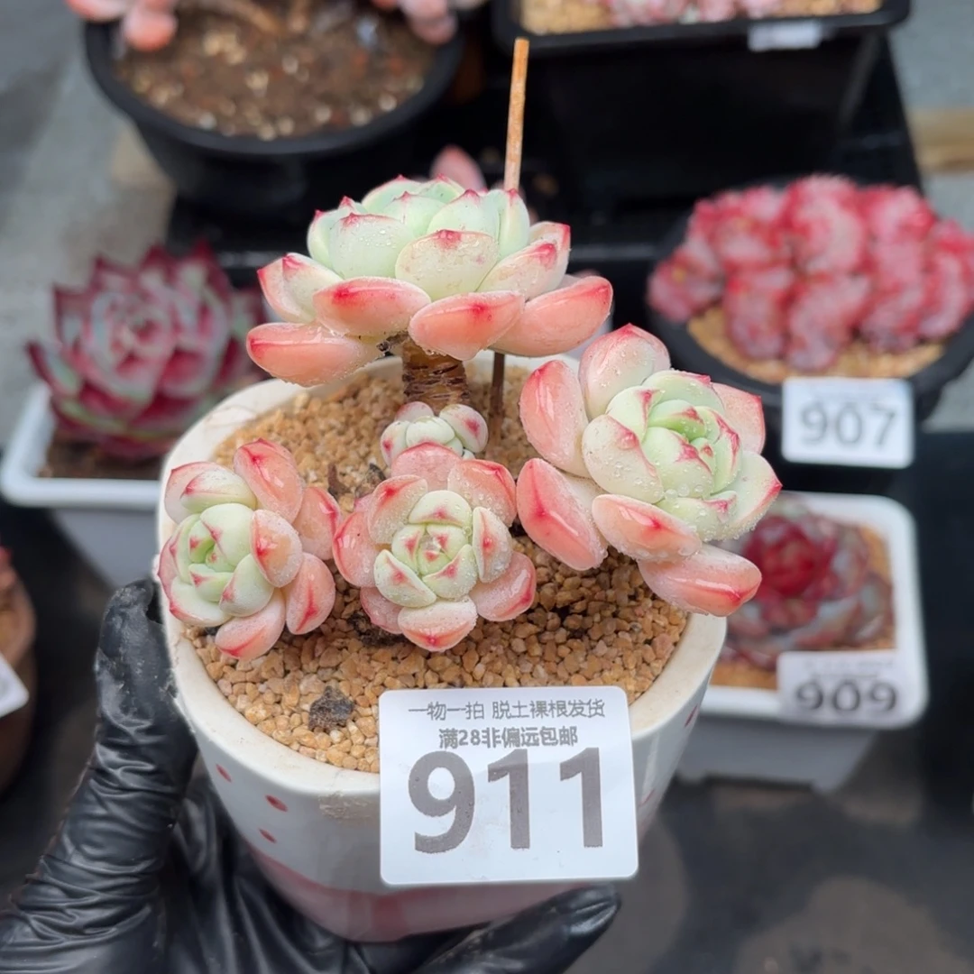 香草多肉无盆土发货