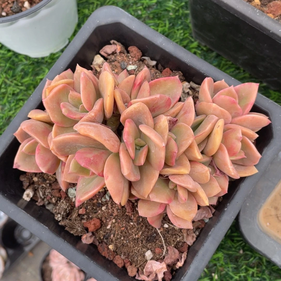 鹤仕朵朵缀冠幅14 公分一物一拍