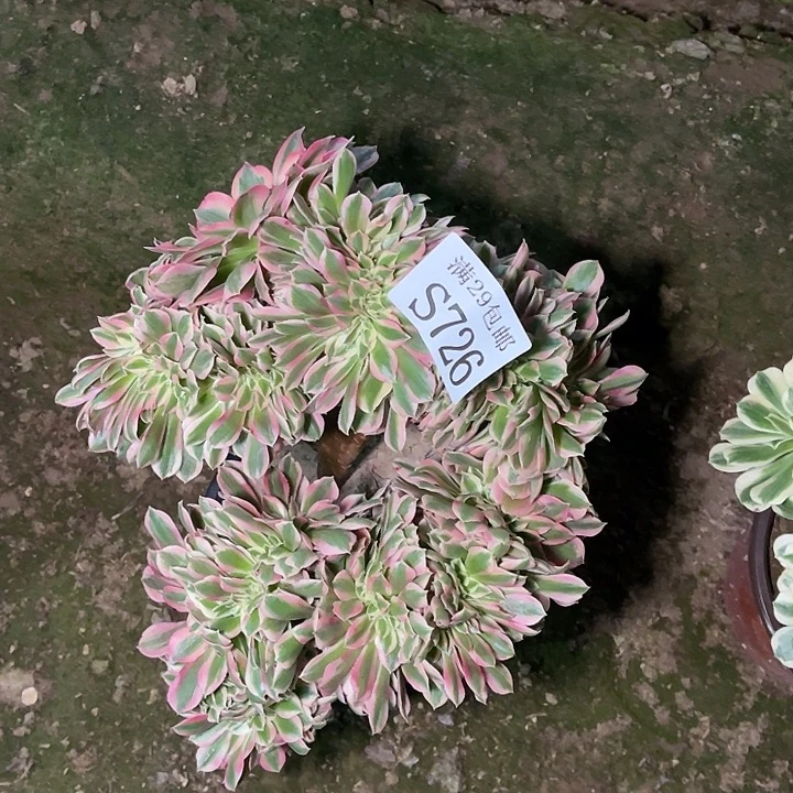 726粉女巫缀多肉植物