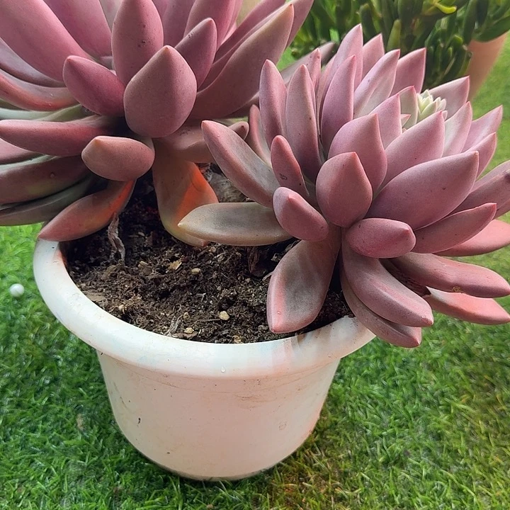 精品大老桩桃花源