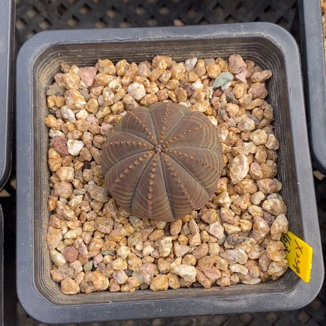 12 欧系实生布纹球多肉植物