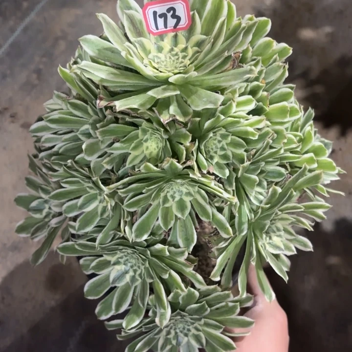 一物一拍碧浪有断枝瑕疵173