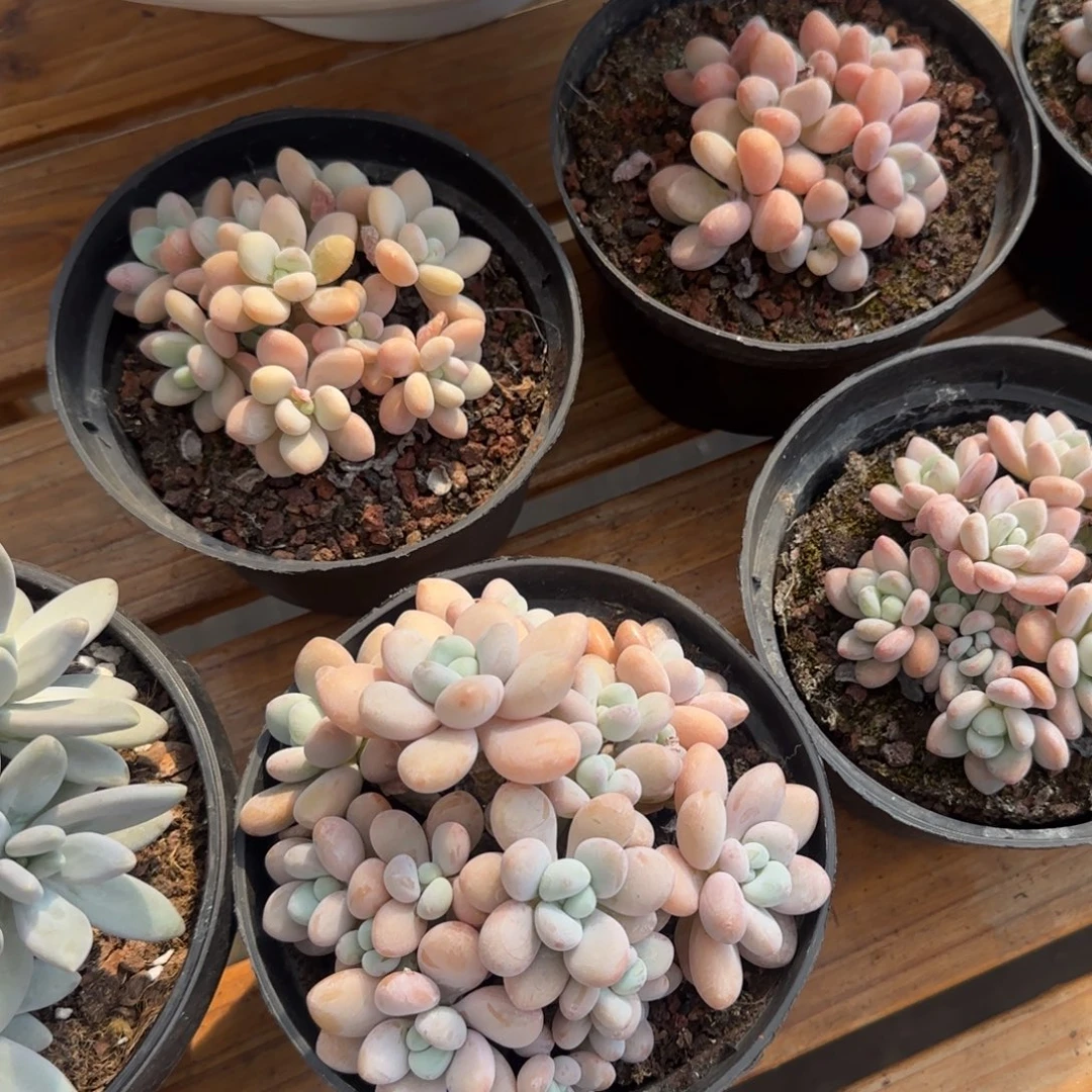 洛神多肉植物 一物一拍