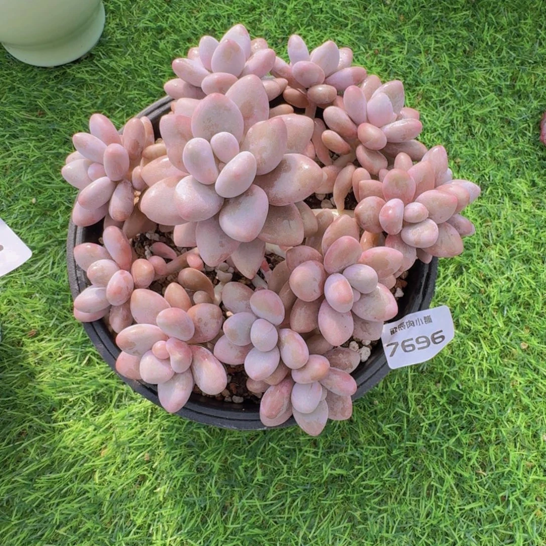 多肉植物蜜多利群7696