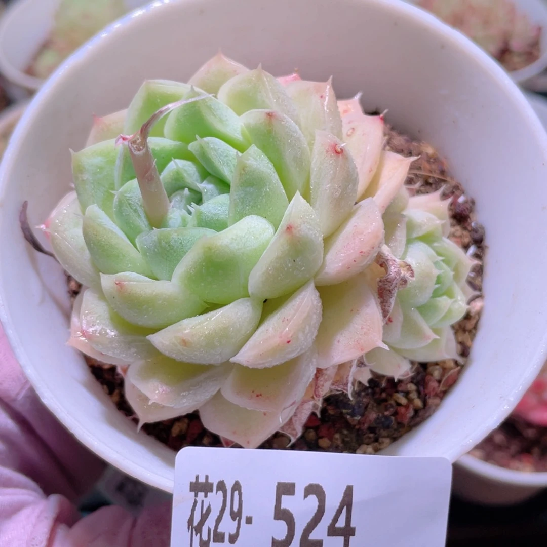 花利美29-524麦秆