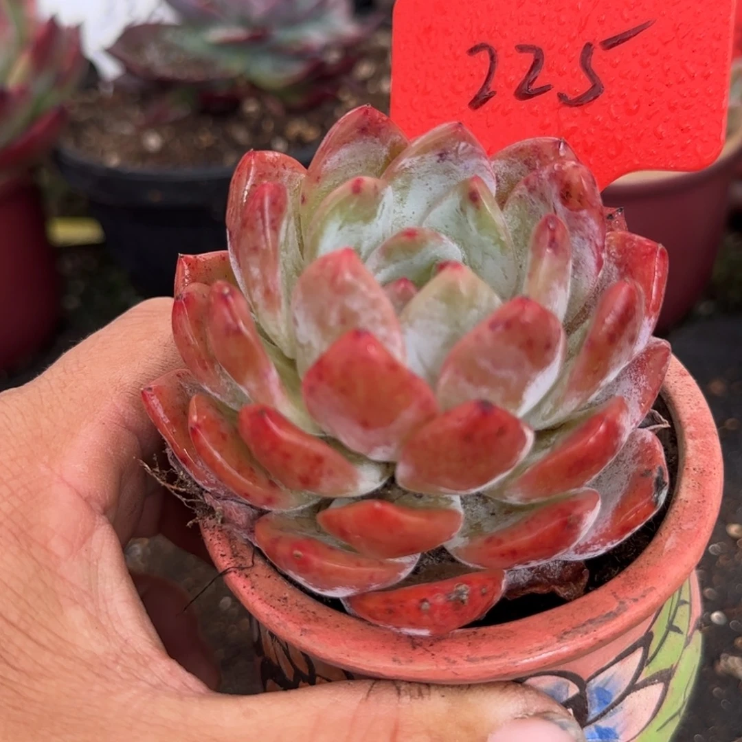 橙梦露惊鸿一物一拍包装收缩花旱225