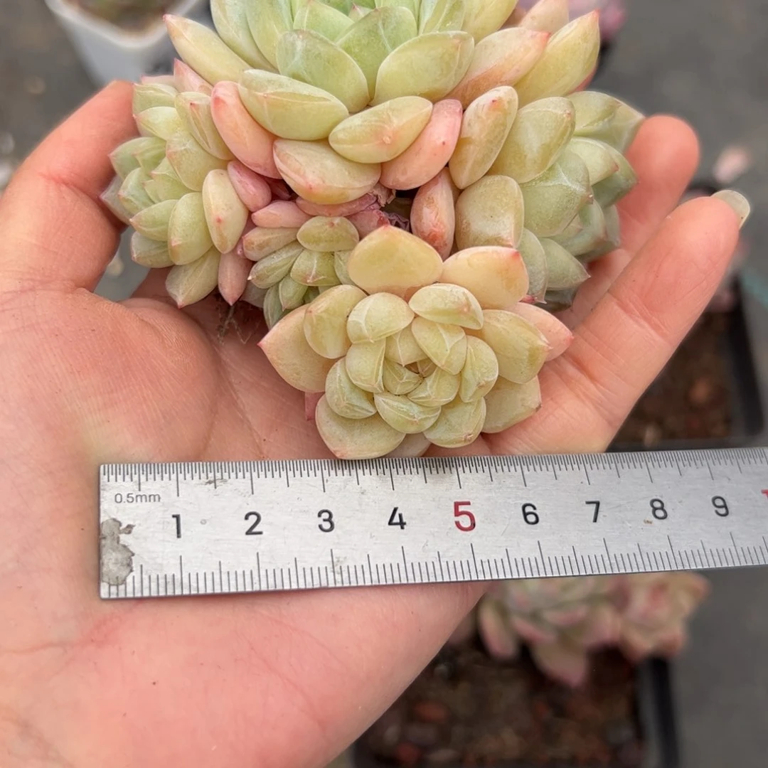 仔*713 多肉植物组合盆栽