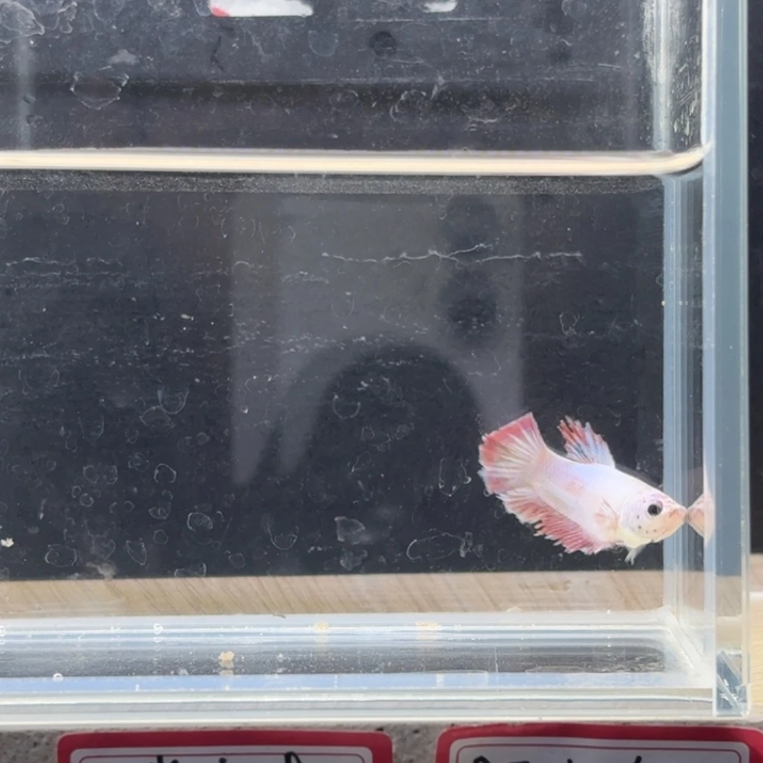 斗鱼泰国斗鱼母鱼