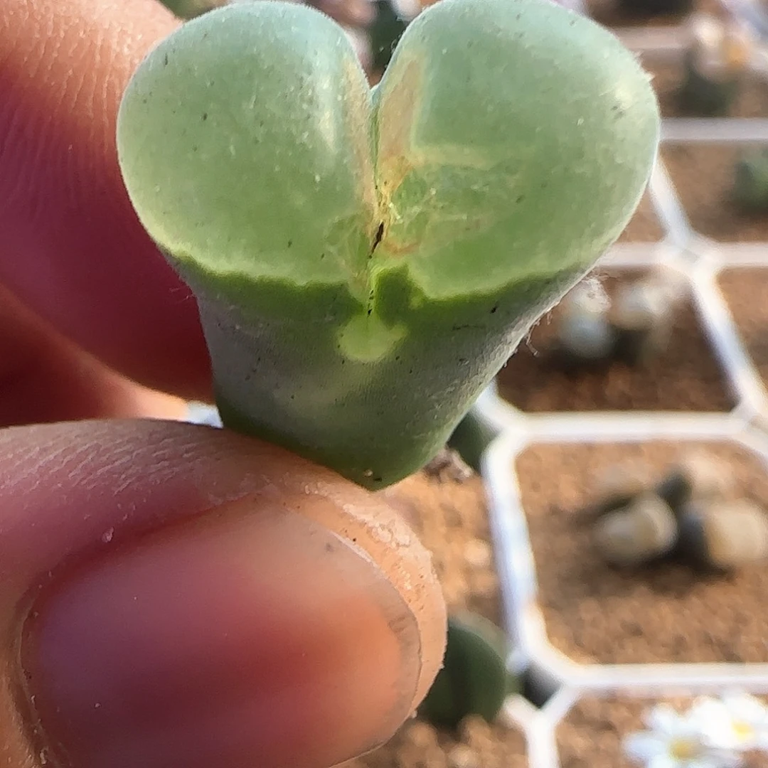 特价哈哈哈哈54650