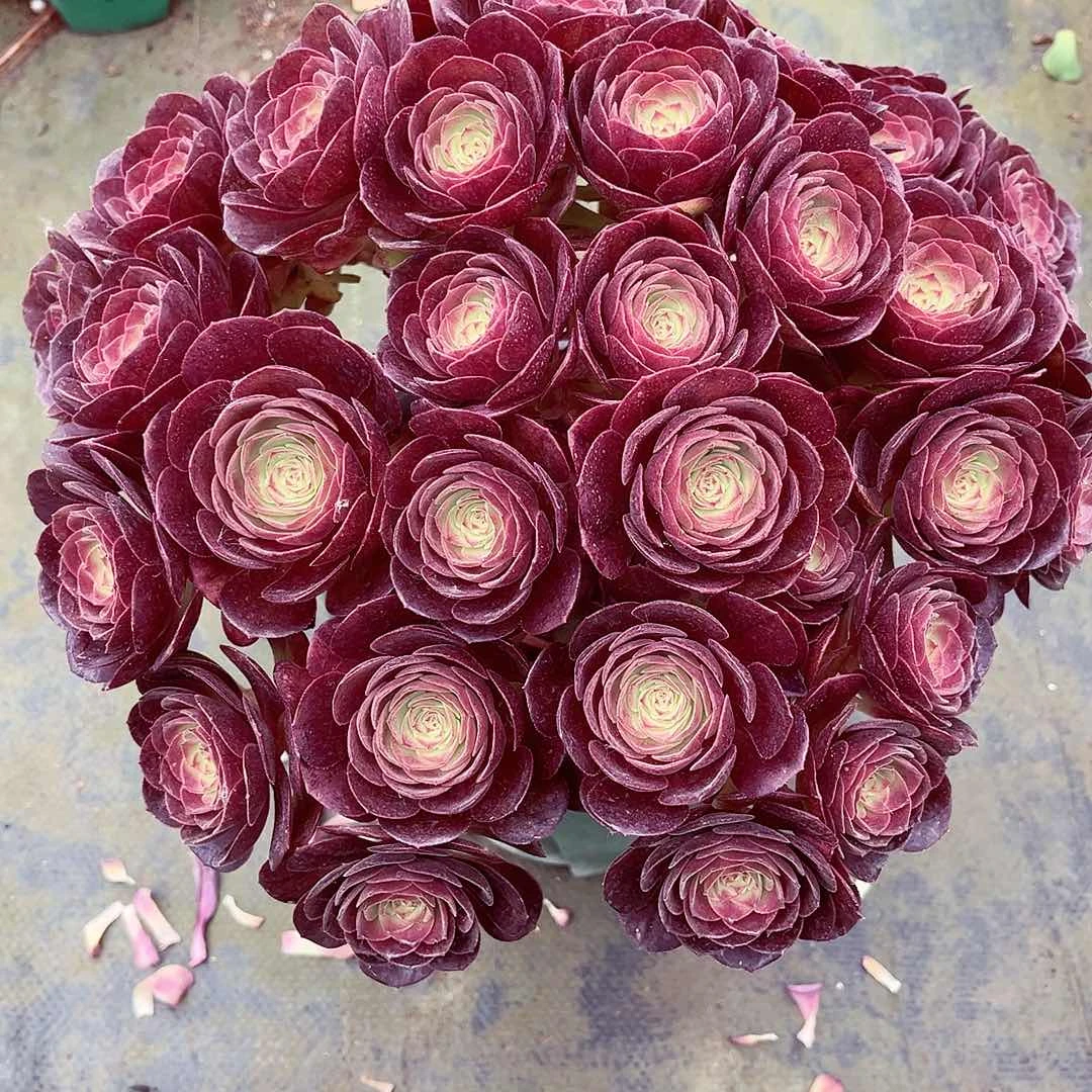 当前无花朵，栽培后可花朵