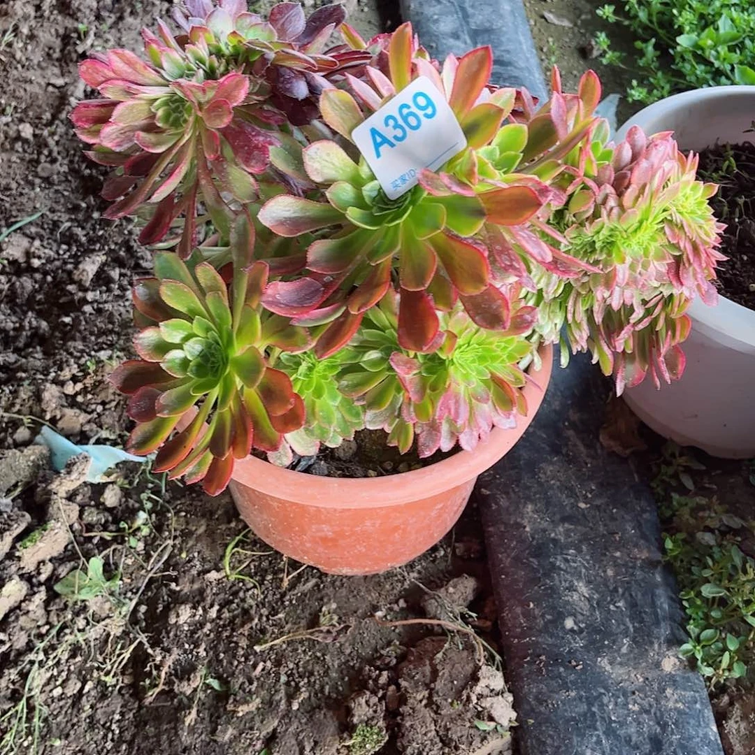 多肉植物369多肉