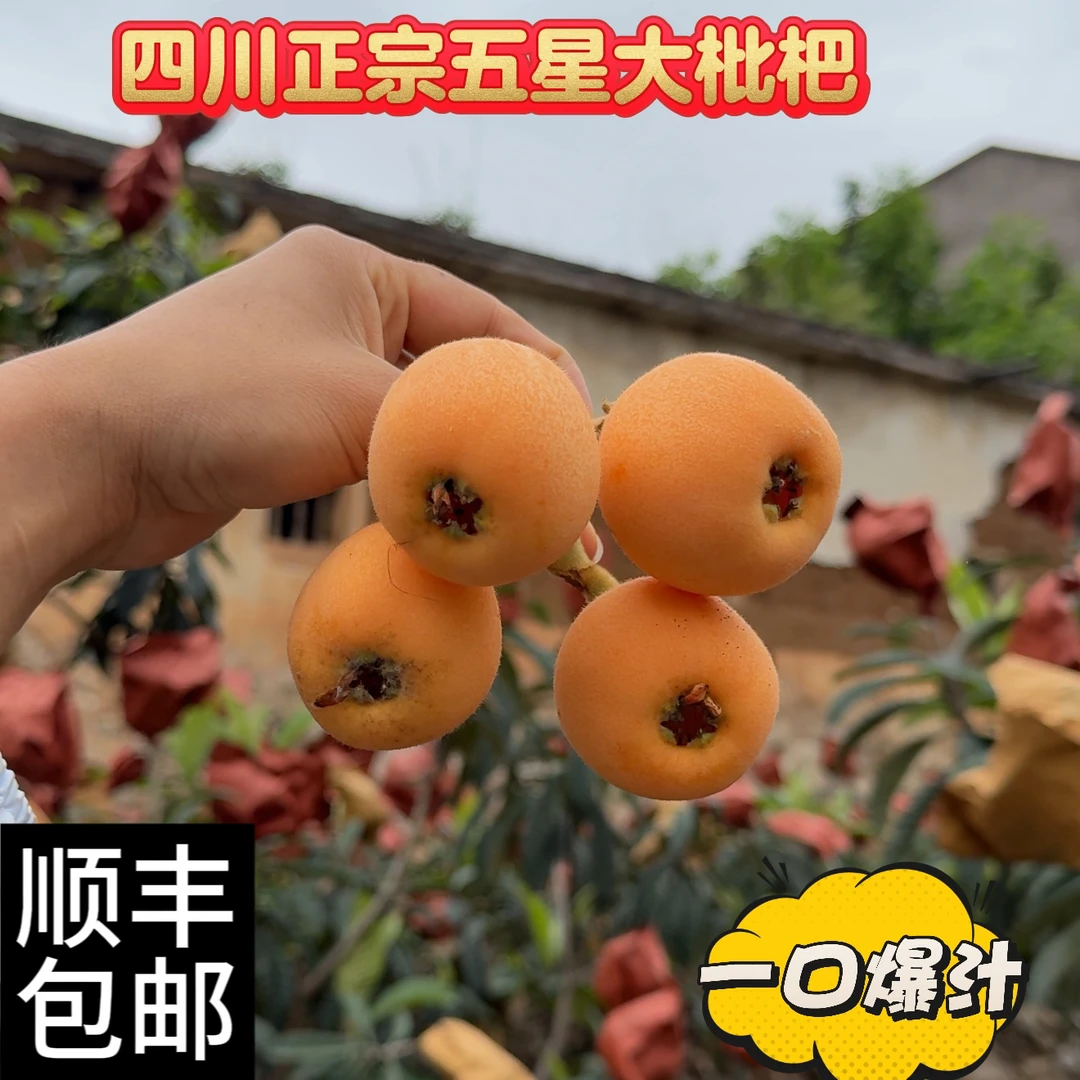 四川五星大枇杷3斤包邮露天种植应季水果现摘现发