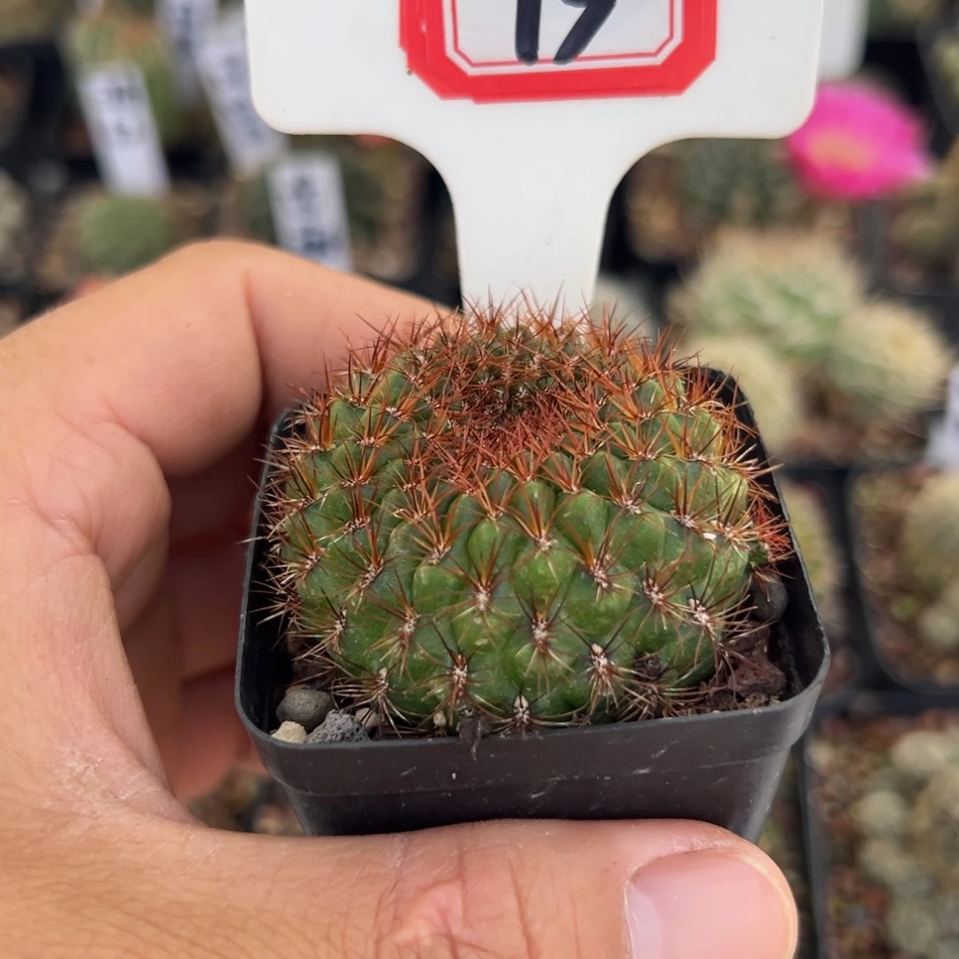等***来13往事多肉园仙人球开花了