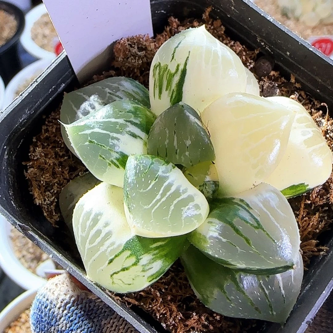 155日月潭实生锦 6 厘米左右一物一拍带盆