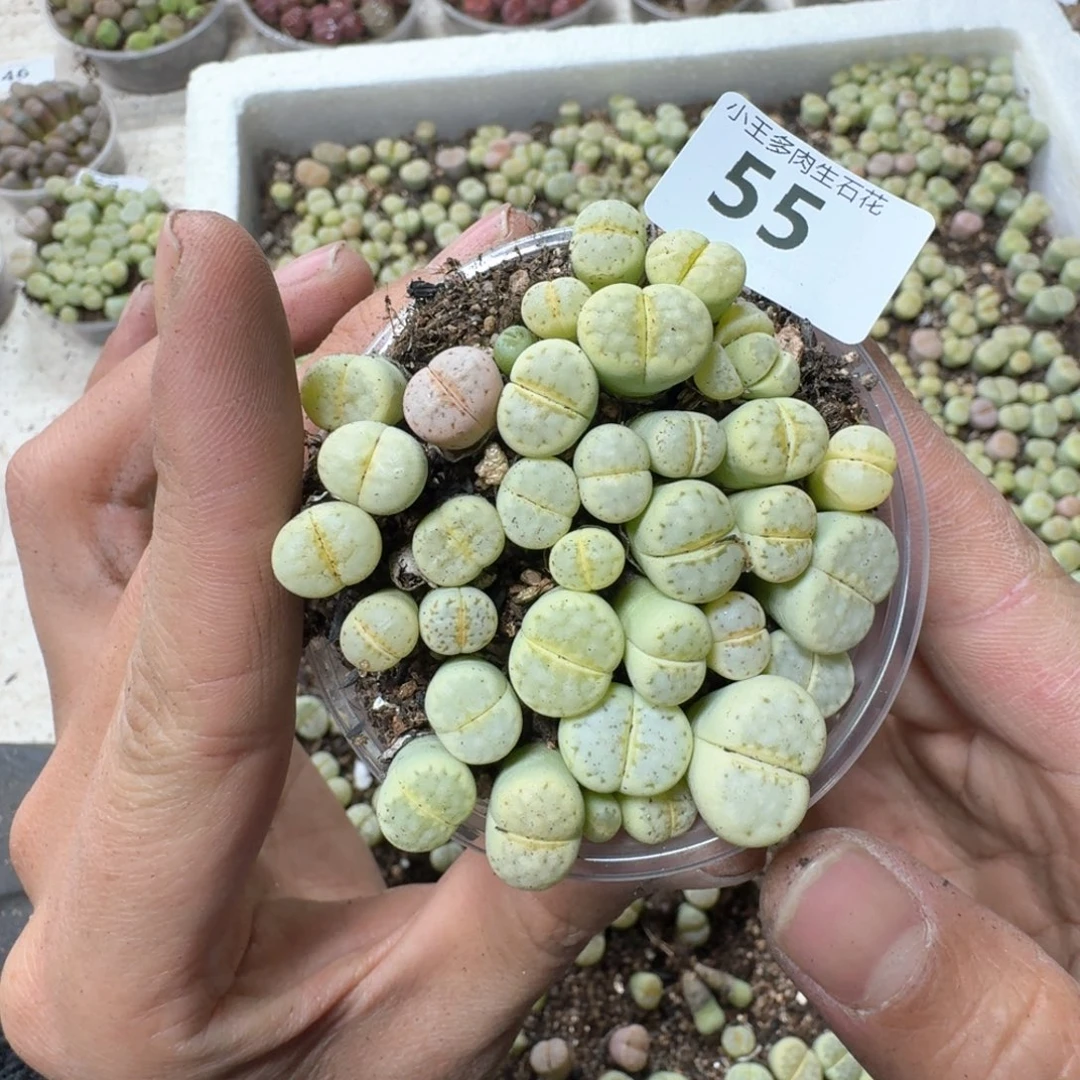 55。绿唇一盒多肉植物