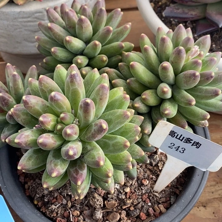 D243- 直播福利 千代田