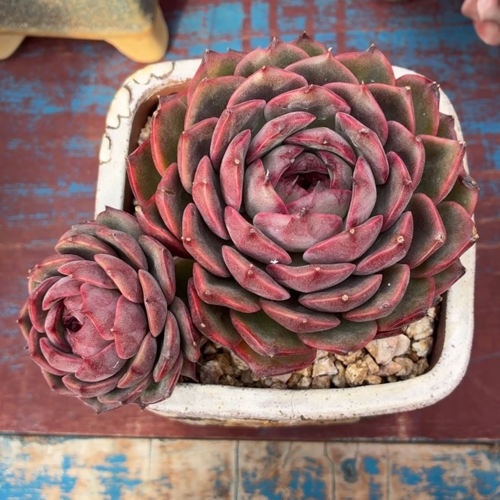 多肉植物 脏脏包-4