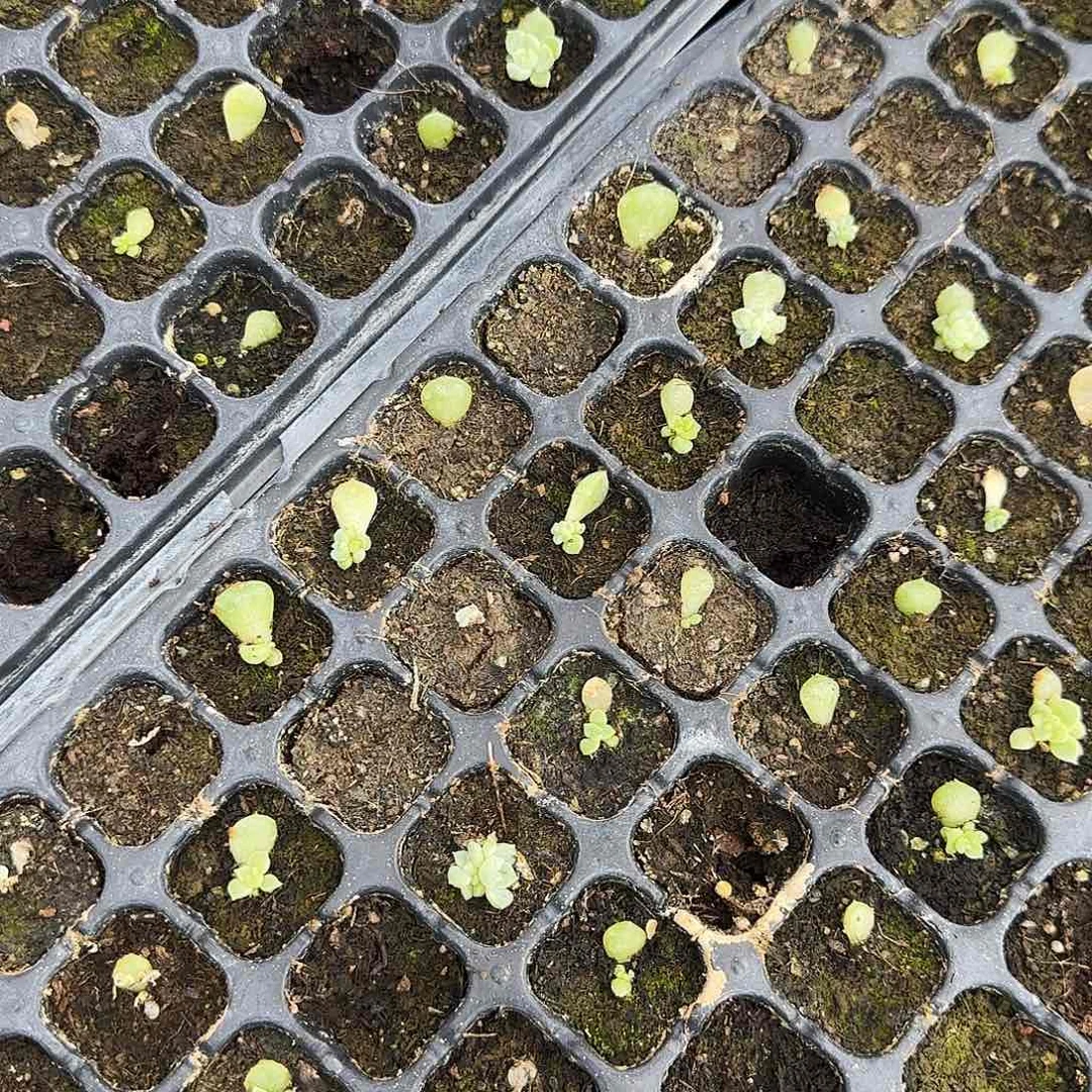 泼天芝麻一个满25包邮