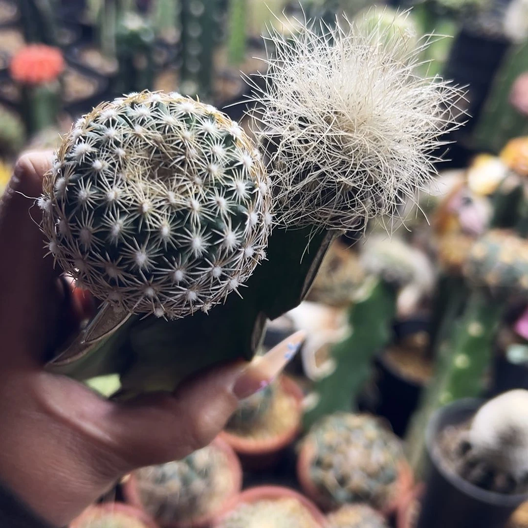 仙人球仙人球111111111111