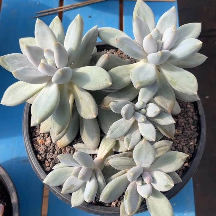 黄胖体哥特萝莉，5头