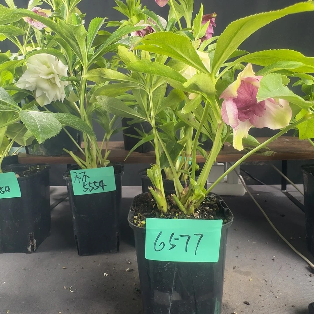 花***家少量花朵（建议范围：2朵-5朵 或40%以下）6577