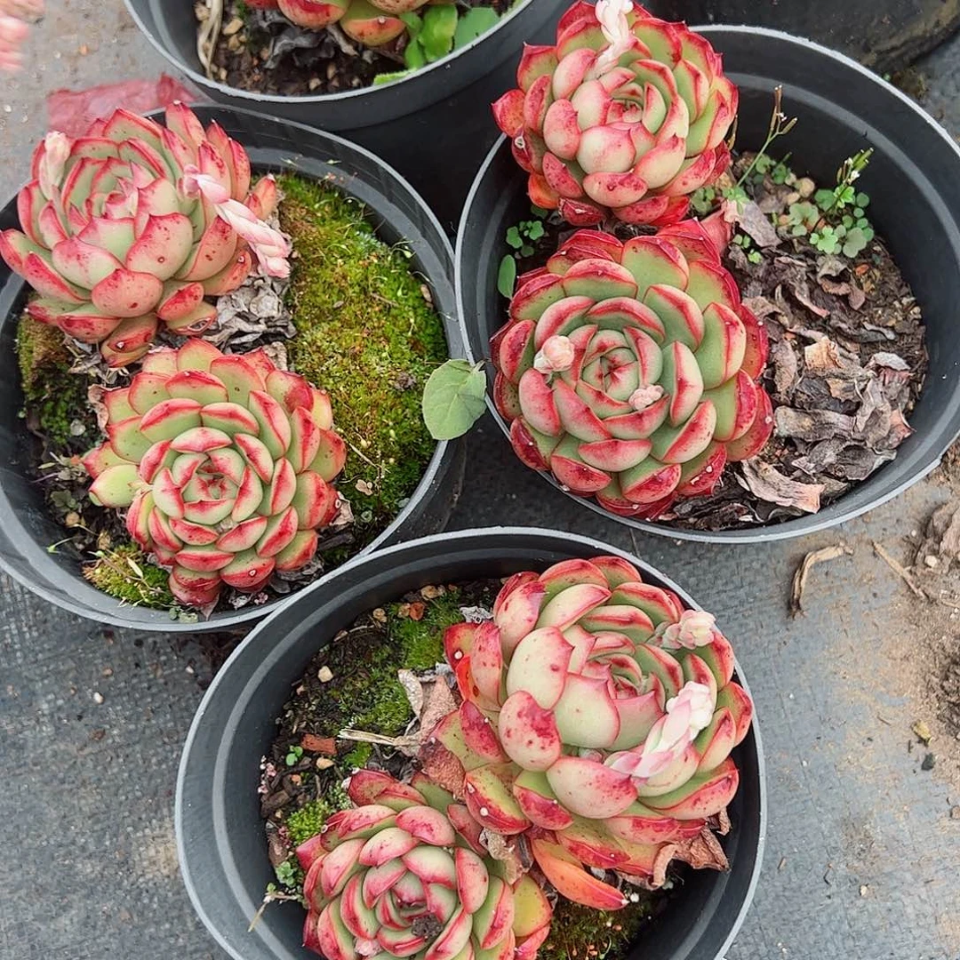 保利安娜单头起三盆