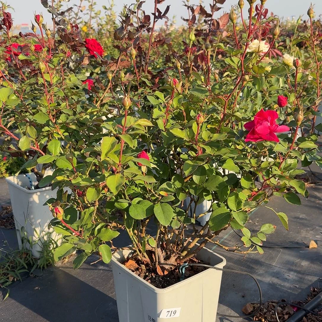 当前无花朵，栽培后可花朵719