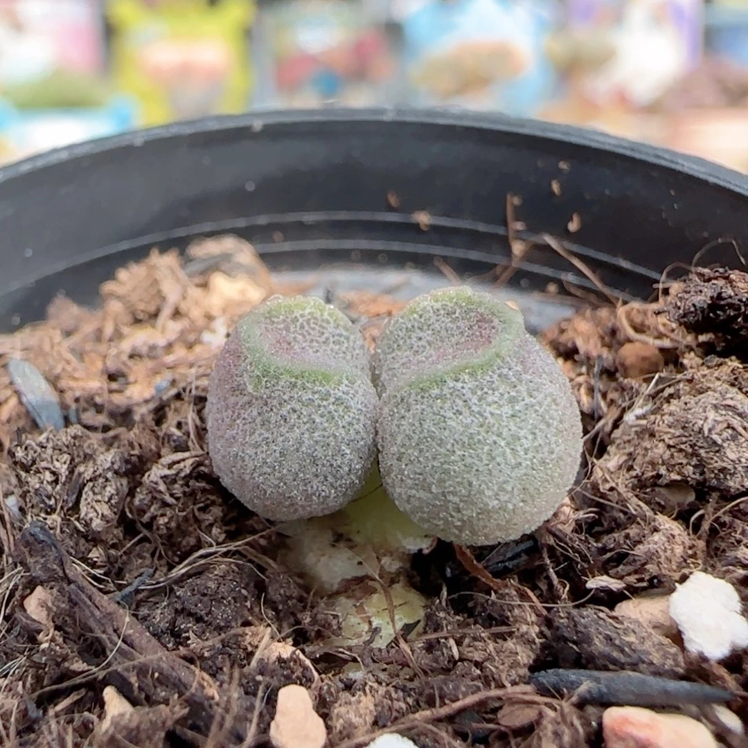 圆滚滚哈密瓜 盆口2.5cm