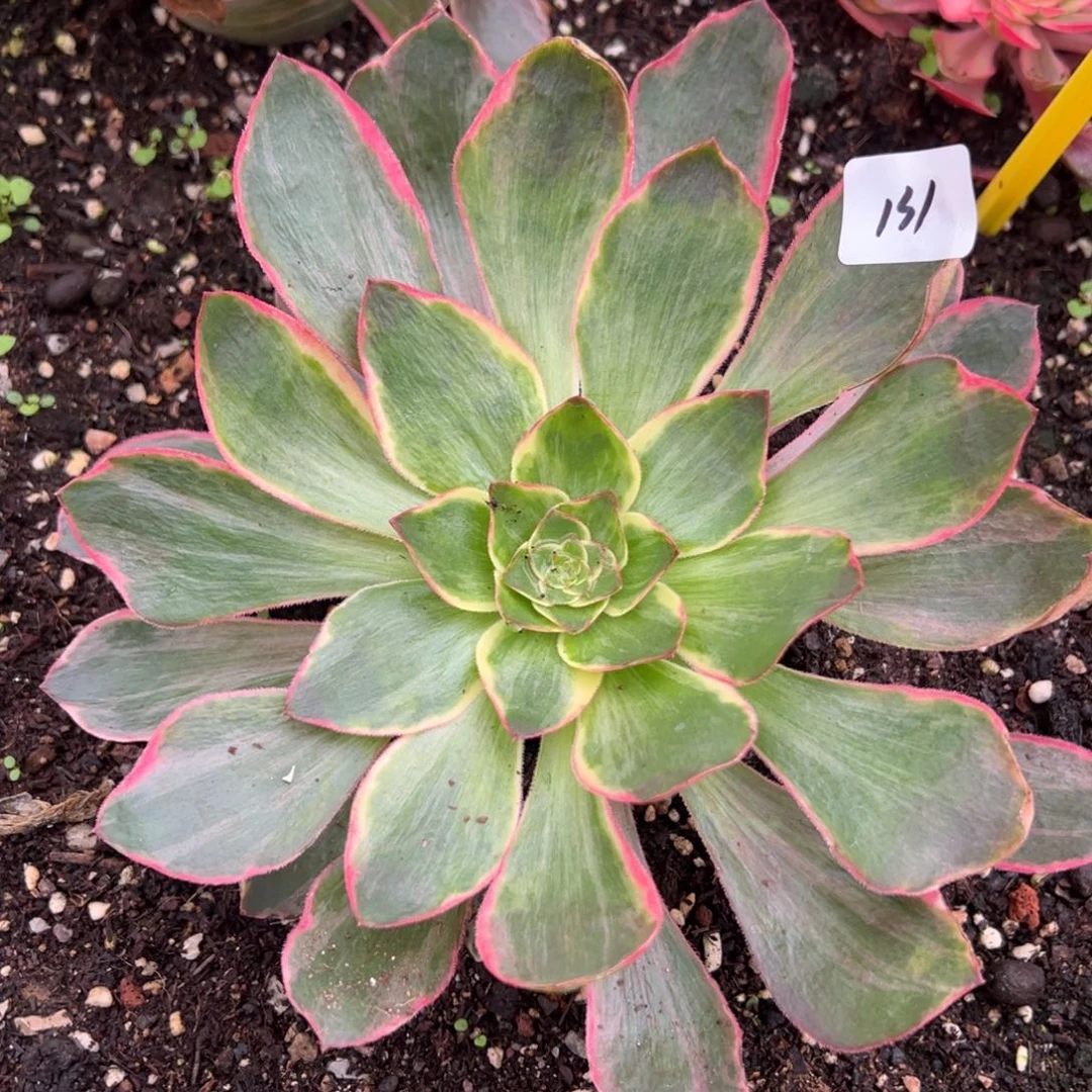 131恶魔之眼多肉嘻嘻嘻