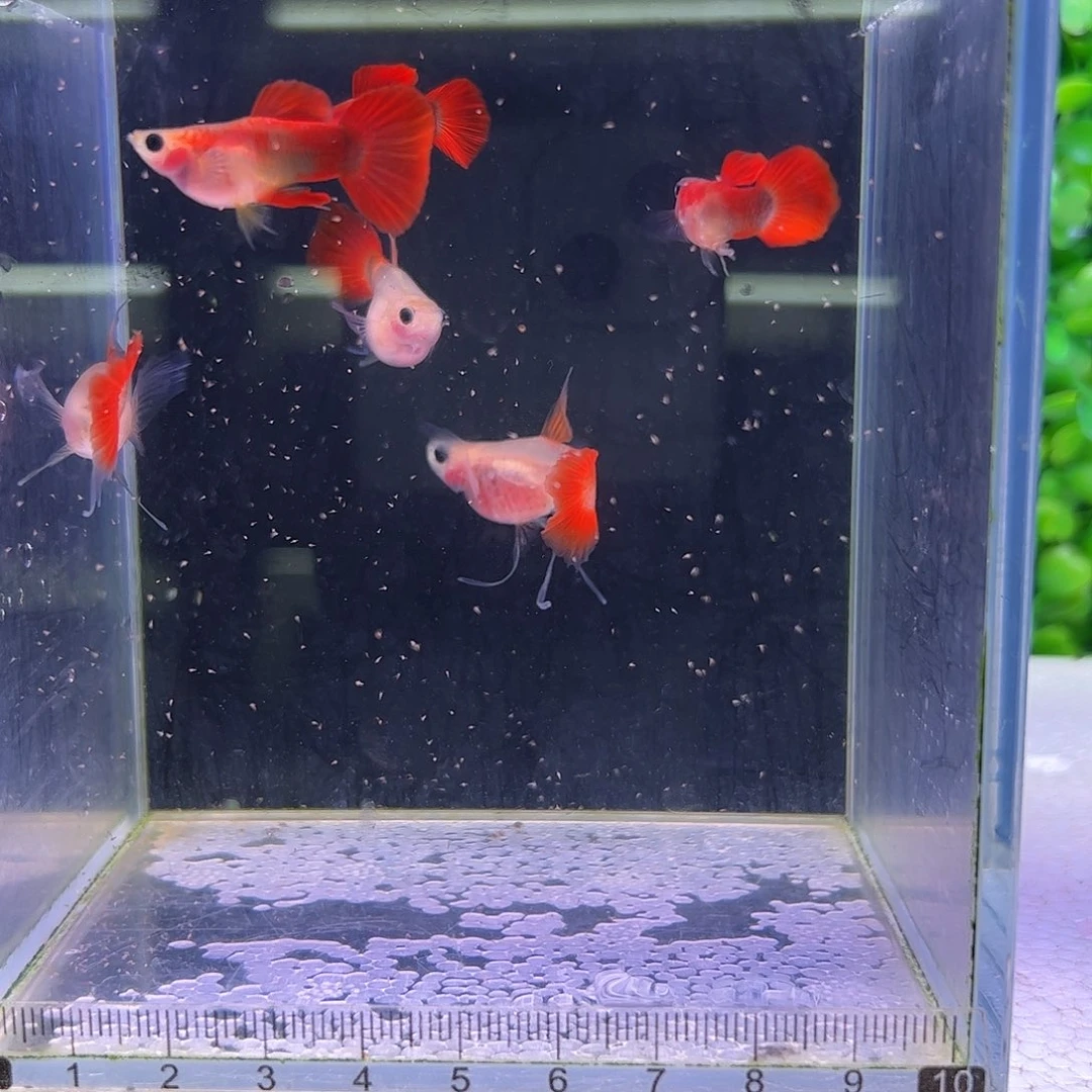 孔雀鱼红礼服玻璃猫c3对