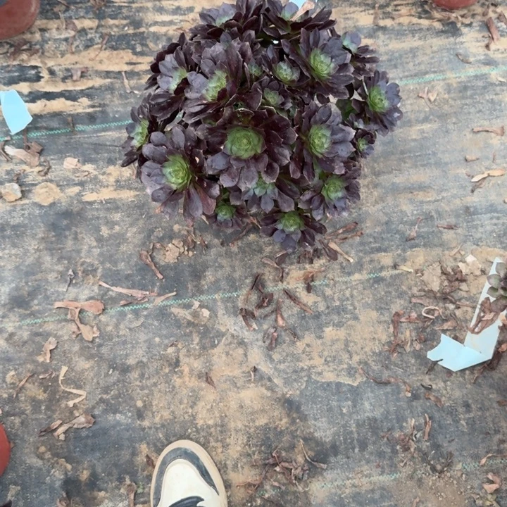 一单包邮不包侧枝7