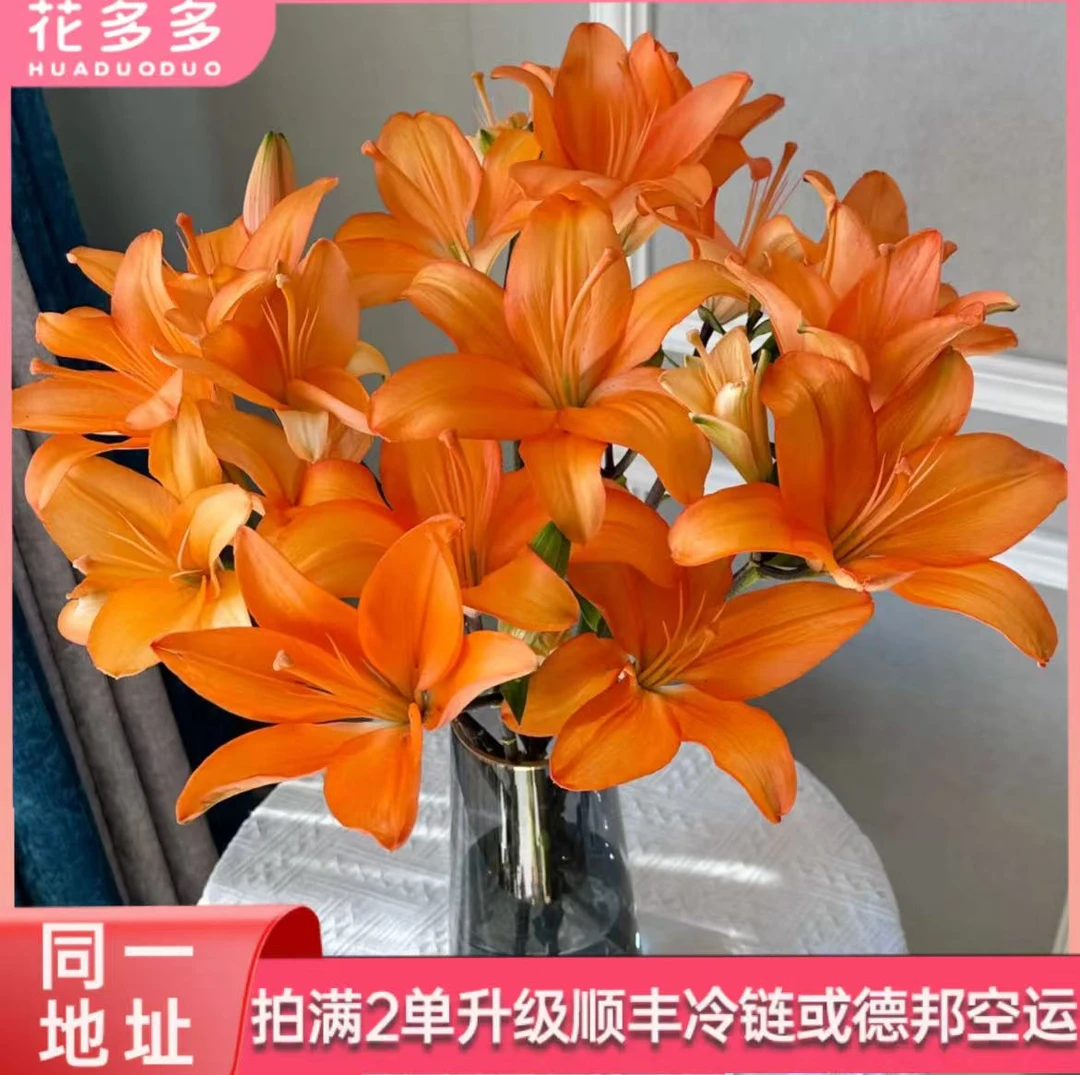 【橙色梦想】亚百合 多头5支 同一地址拍满2单升级顺丰冷链