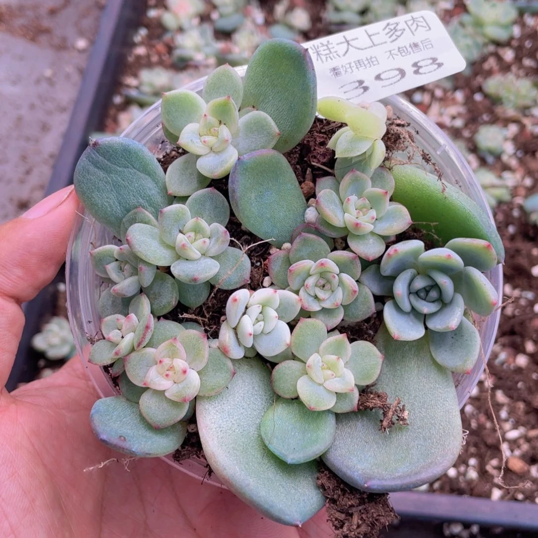 云糖心多肉植物395