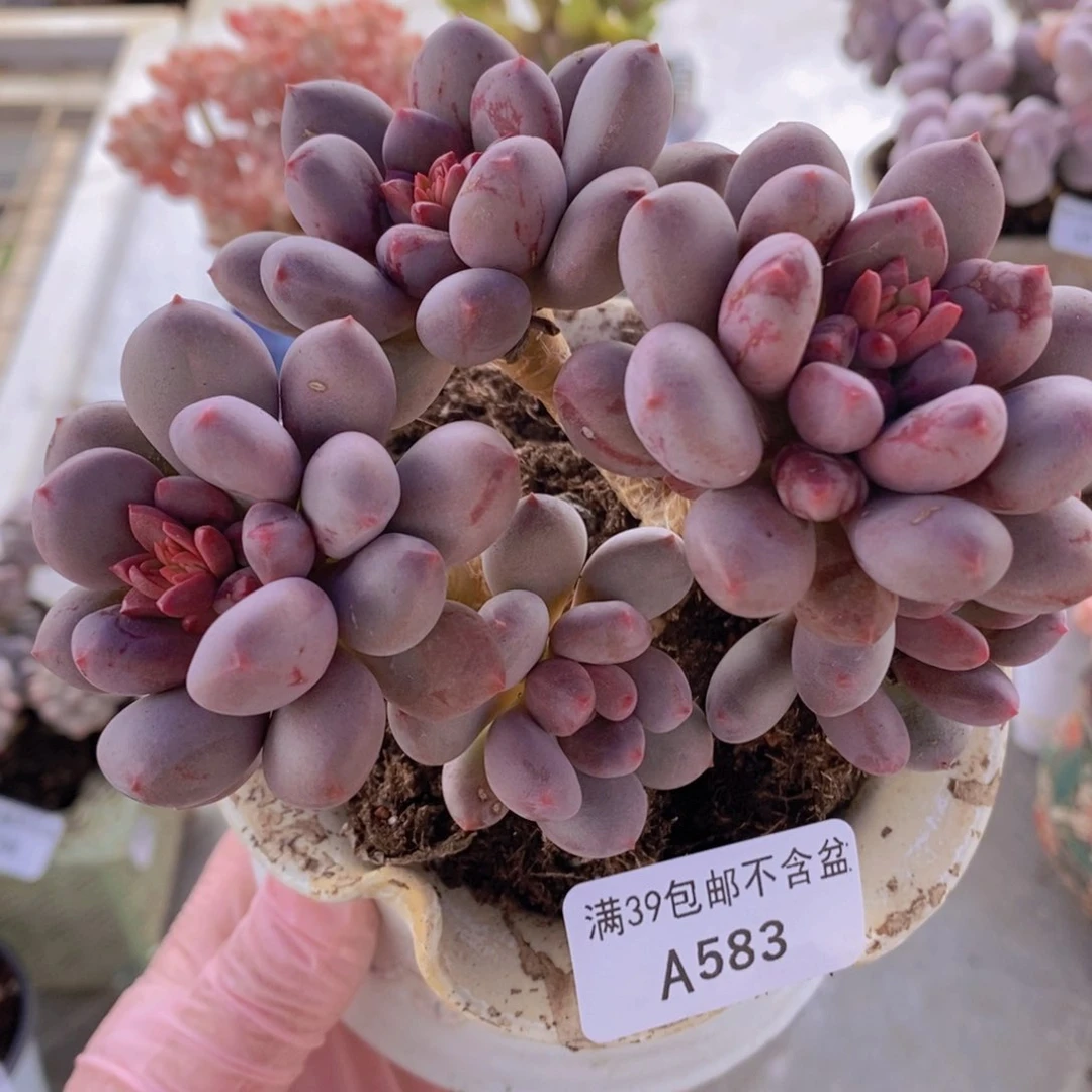 仙子奶11cm583多肉