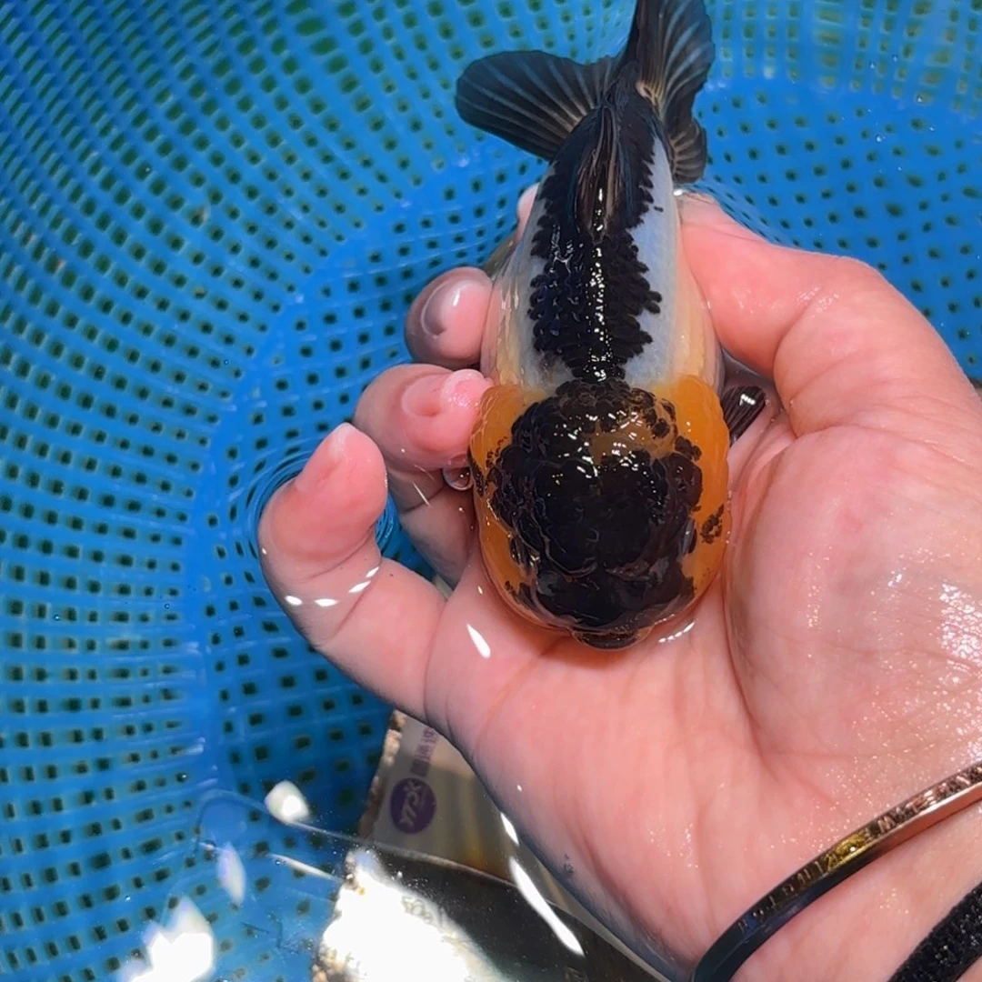 行***云金鱼拍包装包邮，不拍到付