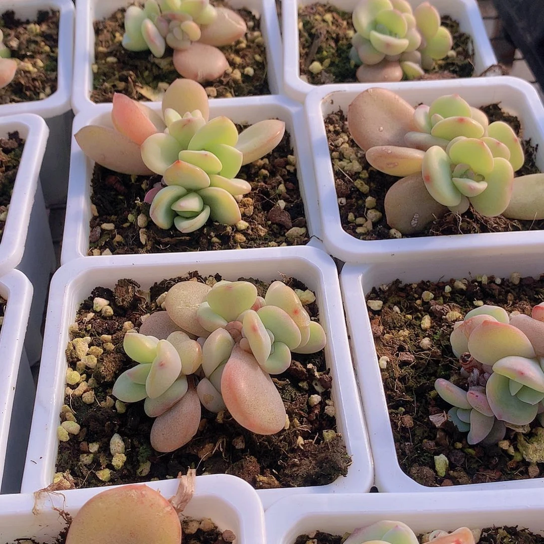 多头奶茶2345667888999